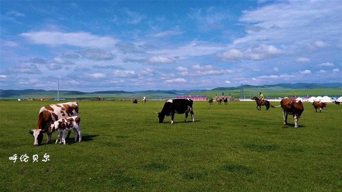 探寻呼伦贝尔的壮美风光——解说稿大揭秘